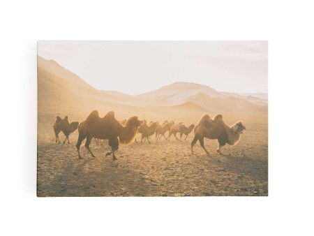 Camels on the Move For Sale