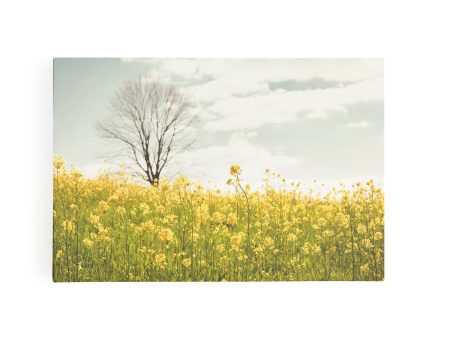 Yellow Meadow Online