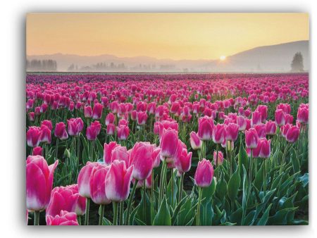 Skagit Valley Tulips I For Cheap