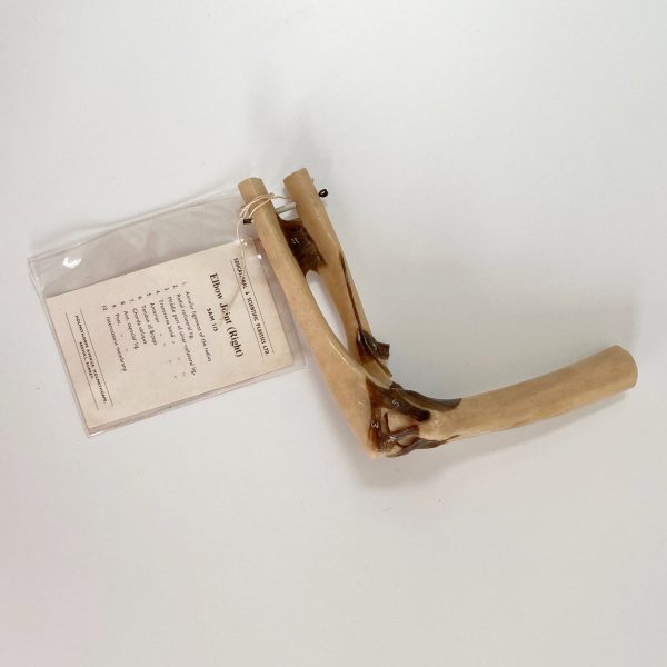 Anatomical Elbow Joint Model by Educational & Scientific Plastics Ltd For Cheap