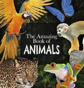 Dr Michael Leach: The Amazing Book of Animals [2019] paperback Online Sale